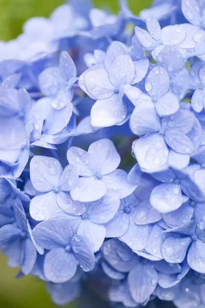 blue flower of hydrangea close up