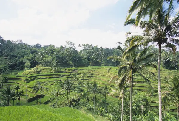 Green Tea Plantation Java Island Indonesia — Stock Photo, Image