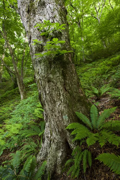 森の緑の苔 — ストック写真