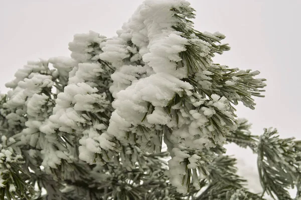 Árbol Invierno Ramas Cubiertas Nieve Cerca —  Fotos de Stock
