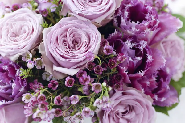 beautiful purple roses on  background, close up
