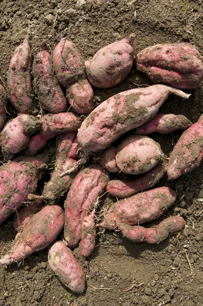Pile Digged Sweet Potatoes Soil — Stock Photo, Image