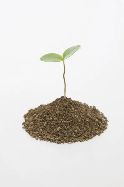 Небольшое Зеленое Растение Крупным Планом — стоковое фото