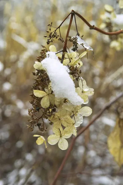 Ramo Flores Con Nieve Fondo Naturaleza —  Fotos de Stock