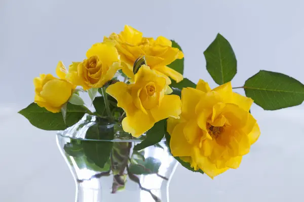 yellow roses in a vase on white background