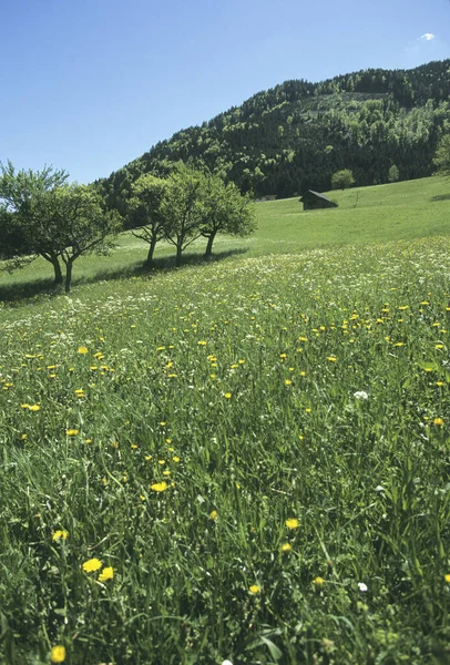 Piękne Zielone Łąki Żółtymi Kwiatami — Zdjęcie stockowe
