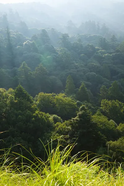 Bela Paisagem Montanhas Árvores Verdes Pela Manhã — Fotografia de Stock