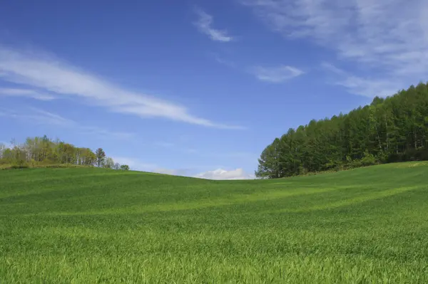 Prachtig Landschap Met Groen Veld Blauwe Lucht Met Wolken — Stockfoto