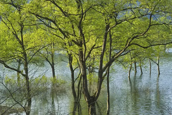 a small pond with a small tree in the middle.