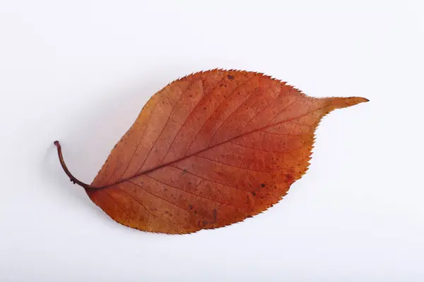 白地に乾いた葉 — ストック写真