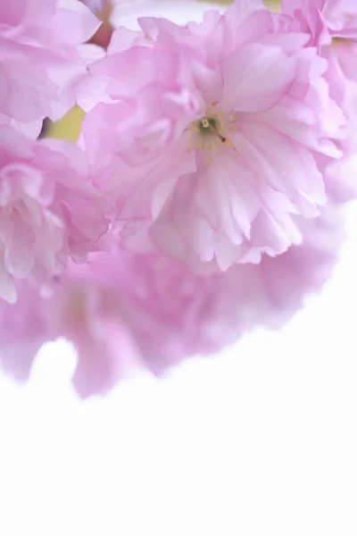 Flores Rosadas Sobre Fondo Blanco — Foto de Stock