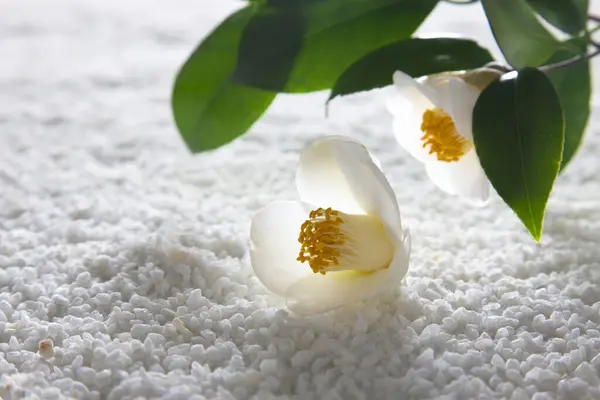Patrón Grava Zen Abstracto Con Flores Jazmín —  Fotos de Stock