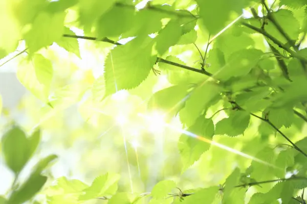 新鮮な春の緑の葉とサンビーム フローラルバックグラウンド — ストック写真
