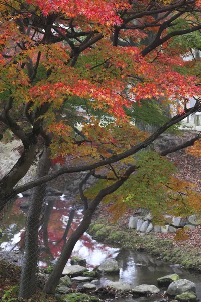 Красочные Осенние Деревья Возле Реки Японском Парке — стоковое фото