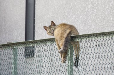 Şehir çitlerinde oturan sevimli kedi
