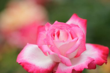 Bahçedeki güzel pembe gülün yakın görüntüsü