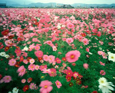 güzel çiçekler, görünümü kapatın