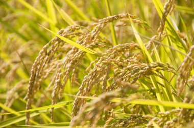 Pirinç tarlası kulakları  