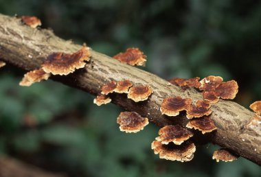 Sonbaharda bir ağaçta bilezik mantarı