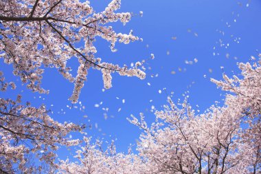 Kiraz ağacı çiçeği, bahar çiçekleri.