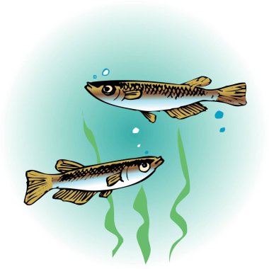 Beyaz arkaplanda iki balığın resmi