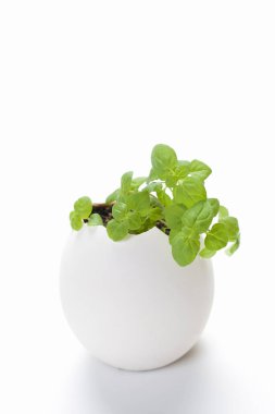 Beyaz kasede taze yeşil bitki..