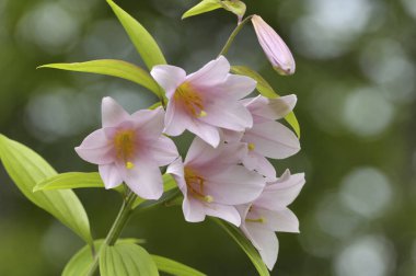 Güzel çiçekler, arka planda, doğa