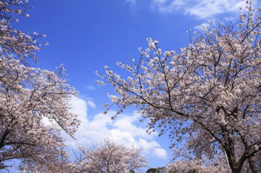 İlkbaharda kiraz ağacının çiçek açması. 