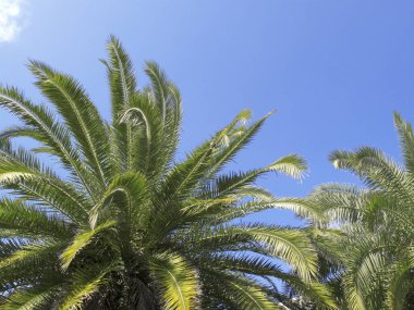Yeşil palmiye yapraklarının düşük açılı görünümü ve mavi gökyüzü arkaplanı       