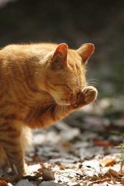 Sokakta kırmızı kedi