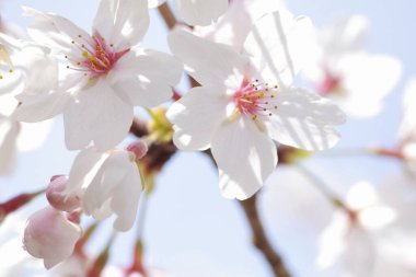 kiraz ağaçları çiçek bahar 