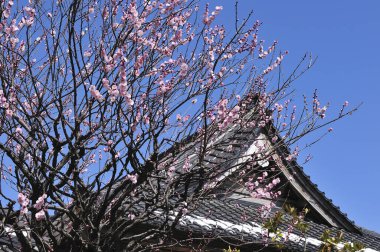 Japonya 'da kiraz çiçekleri ve pagoda