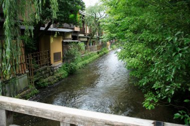 Bir nehir yemyeşil bir ormanın içinden akıyor.