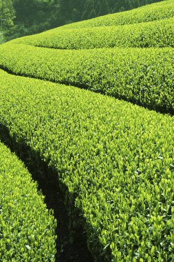 Cameron Highlands, Malezya 'daki çay çiftliği..