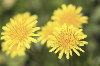 Yeşil çayırlarda açan güzel karahindiba çiçekleri.