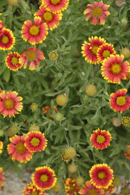 Bahçedeki güzel çiçekler