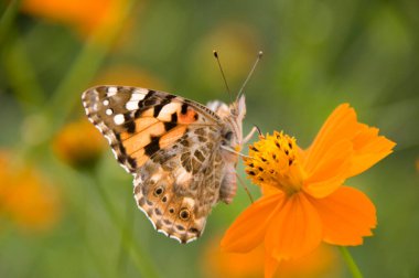 Güzel turuncu çiçeğin üzerindeki kelebeğin yakın çekim görüntüsü    