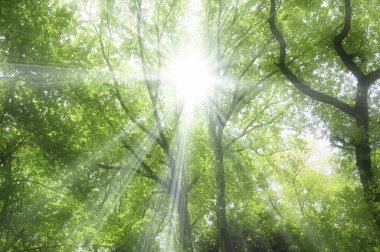 Ormanda güneş ışığı, yeşil yapraklar