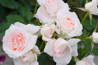 Güzel pembe gül çiçekleri Yumuşak ve narin taç yaprakları.     