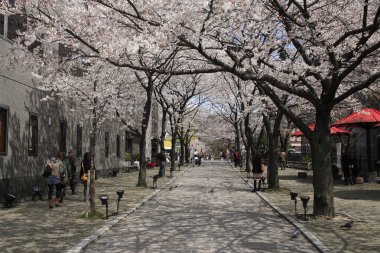 Parkta kiraz ağaçları güzel çiçek açıyor.