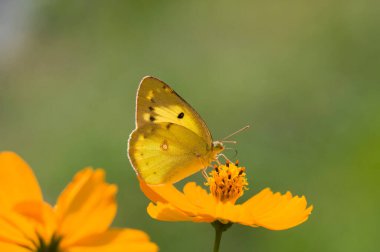 Parlak turuncu çiçekli güzel kelebek, yakın çekim manzaralı.   
