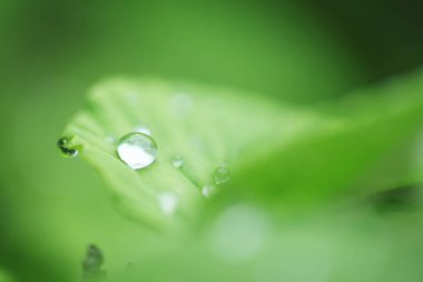 Su damlası ile yeşil yapraklar