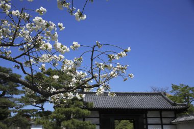 Binanın önünde beyaz çiçekli bir ağaç.