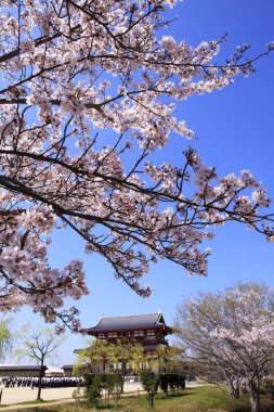 Japonya 'da güzel kiraz çiçekleri