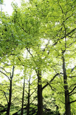 Ormanda yeşil ağaçlar