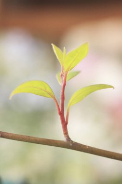 Ağaçtaki yeşil yapraklar