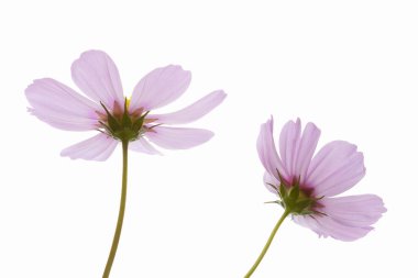 purple flowers on white background clipart