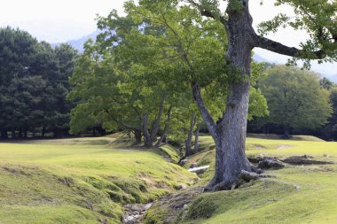 Güzel manzara. doğa arkaplanı