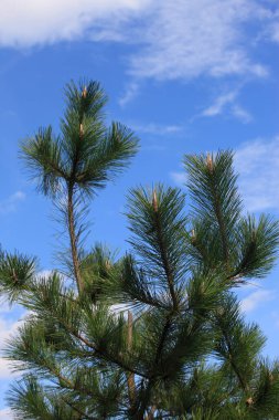 Ormandaki çam ağacı