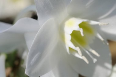 Bahçedeki beyaz çiçek